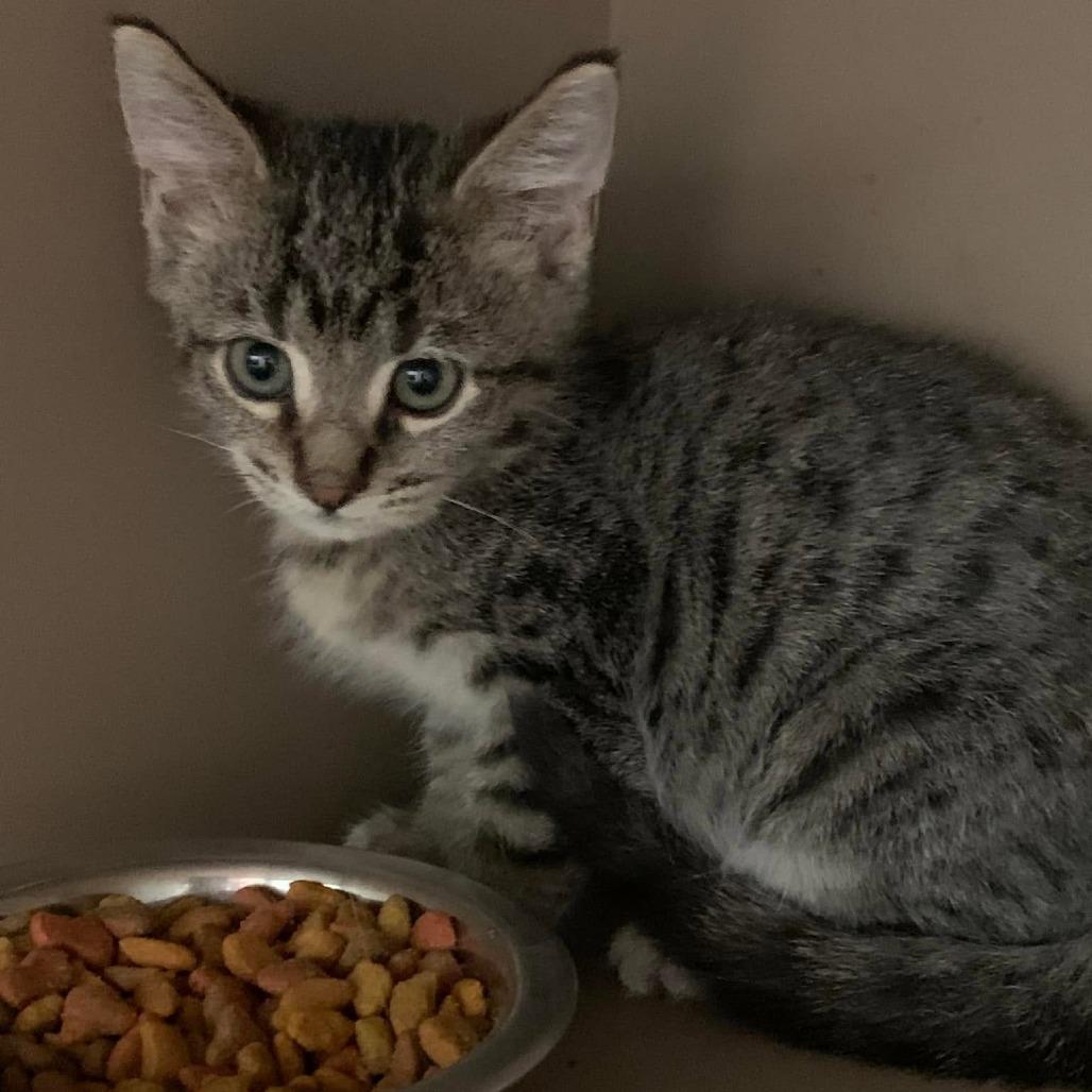 Lime, Adoptable, Kitten Male Domestic Short Hair.