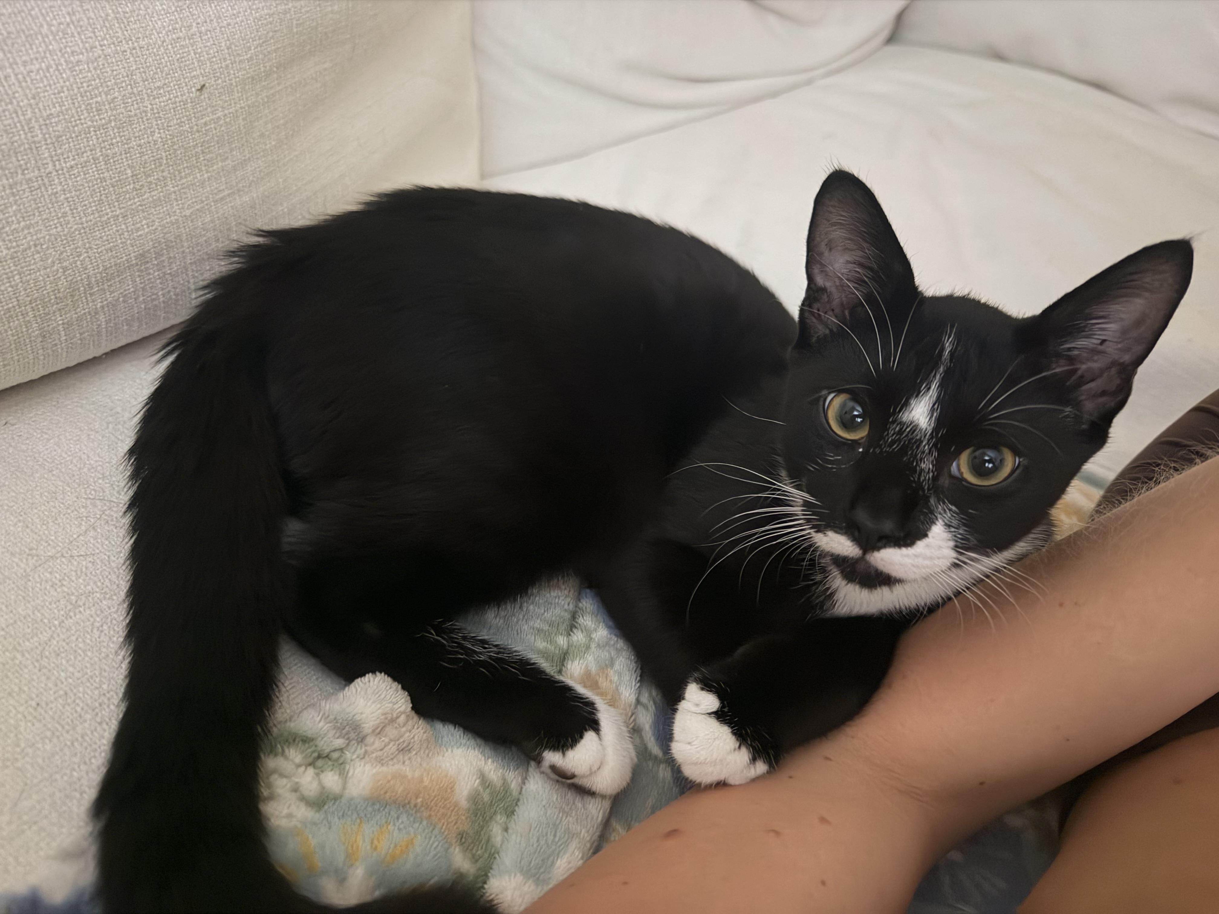Enlarge Toothless, a Adoptable American Shorthair in bronx, NY image 2/5