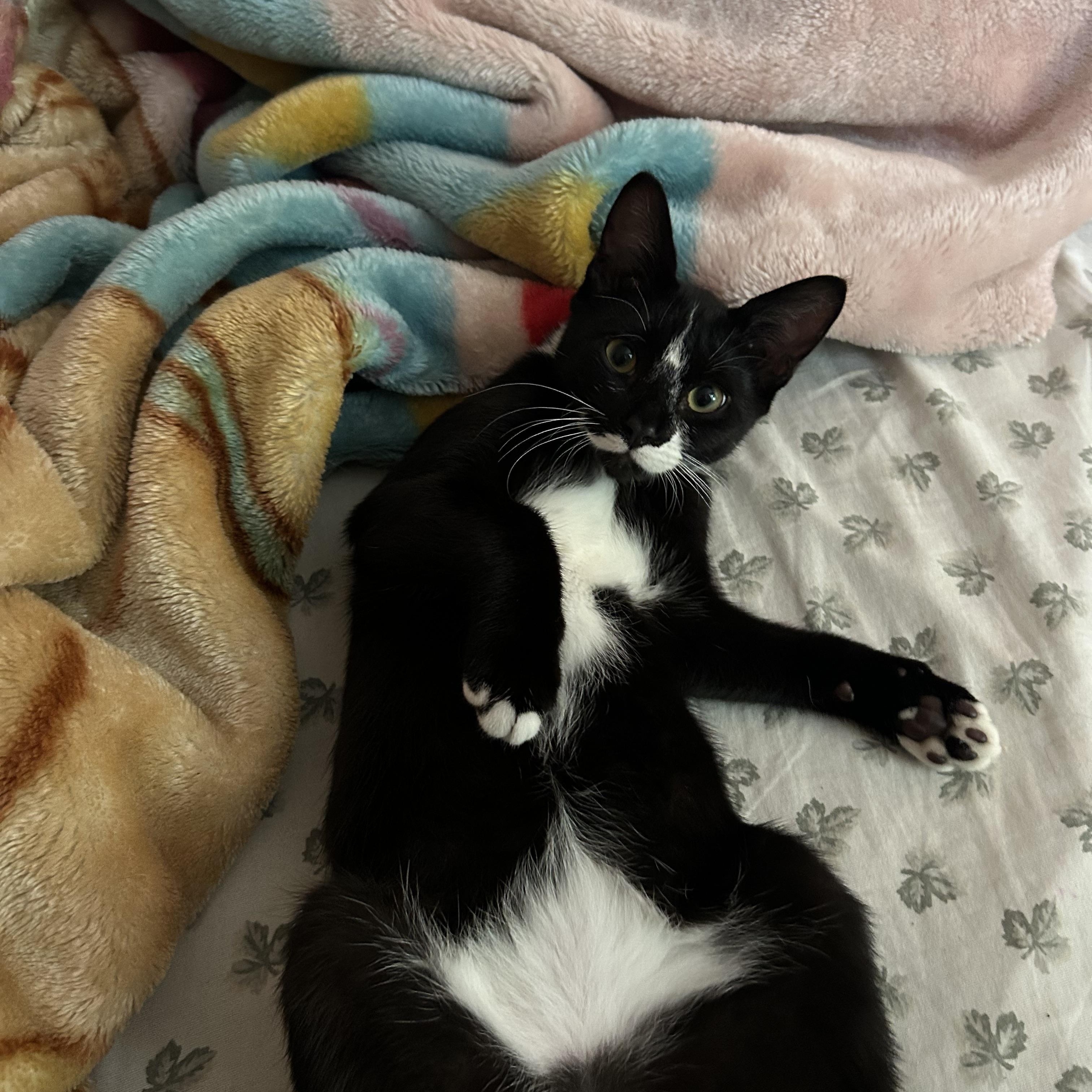 Toothless, Adoptable, Kitten Male American Shorthair.