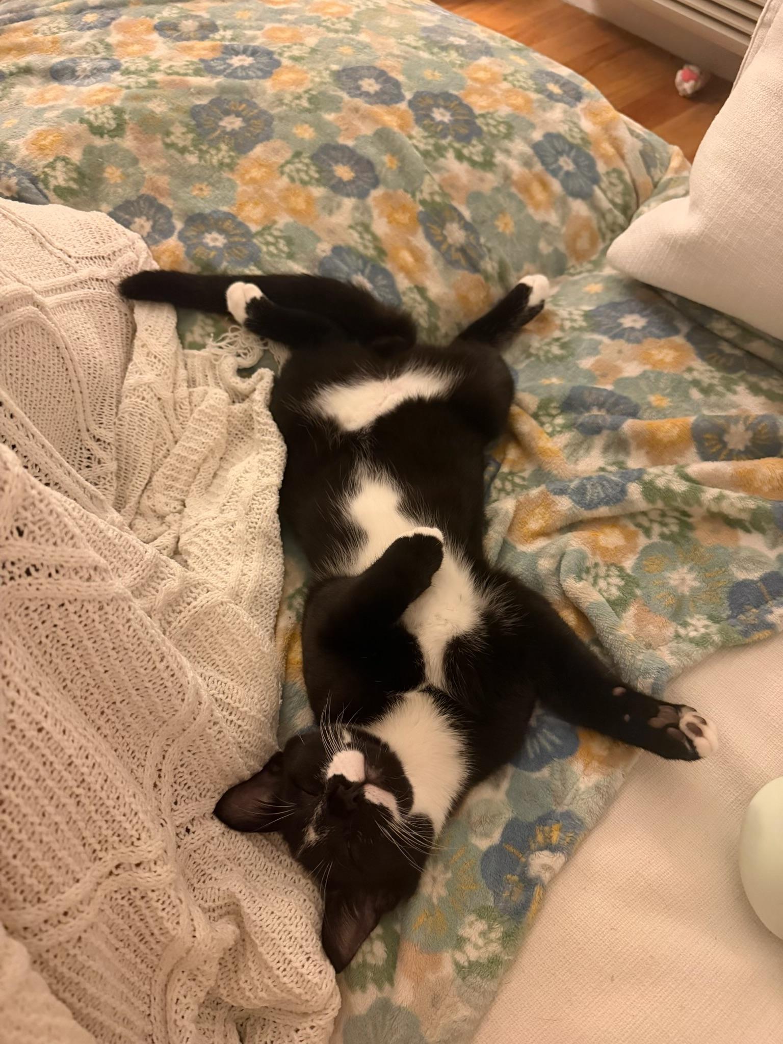 Enlarge Toothless, a Adoptable American Shorthair in bronx, NY image 5/5
