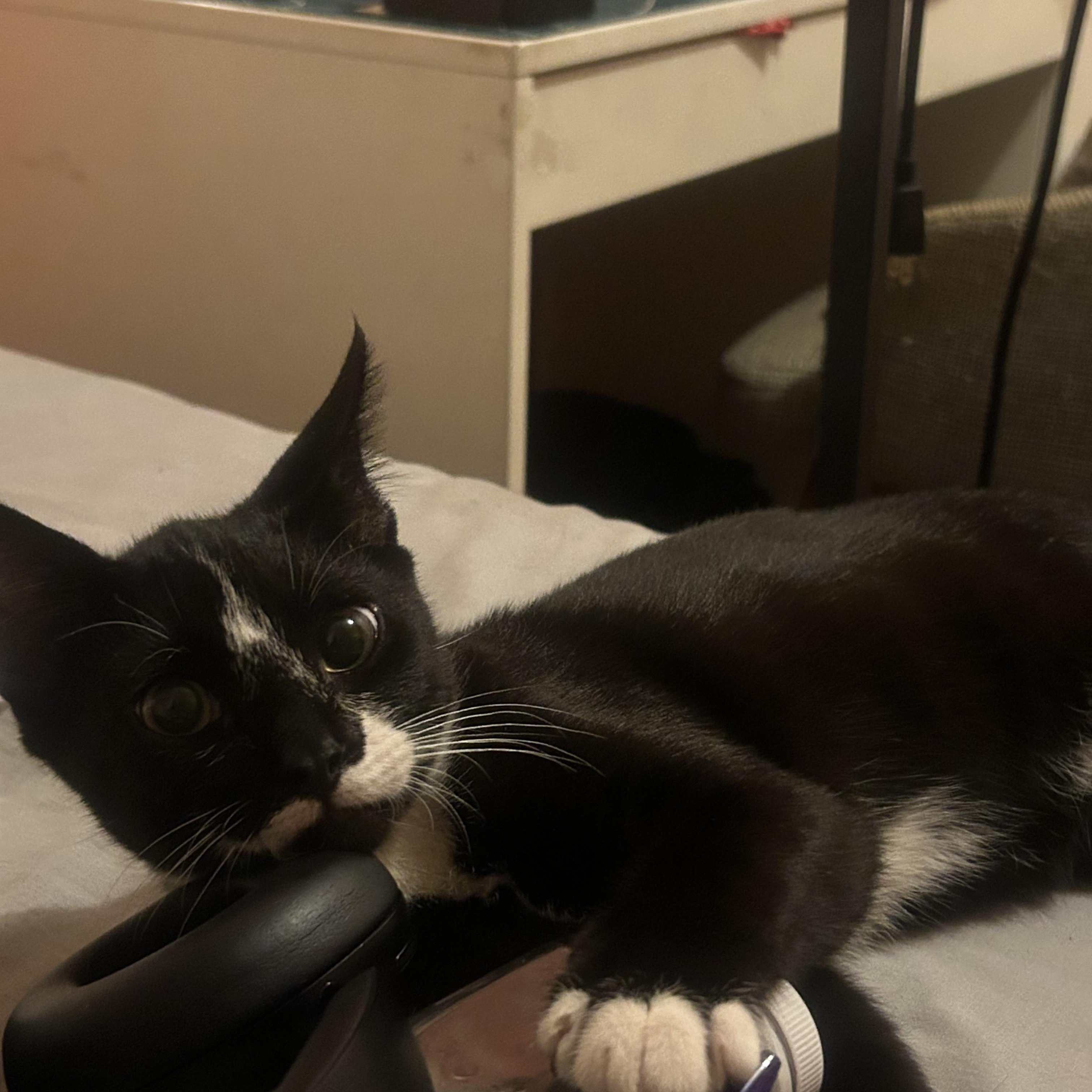 Enlarge Toothless, a Adoptable American Shorthair in bronx, NY image 3/5