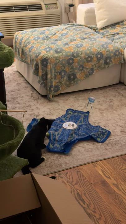 Enlarge Toothless, a Adoptable American Shorthair in bronx, NY video 4/5