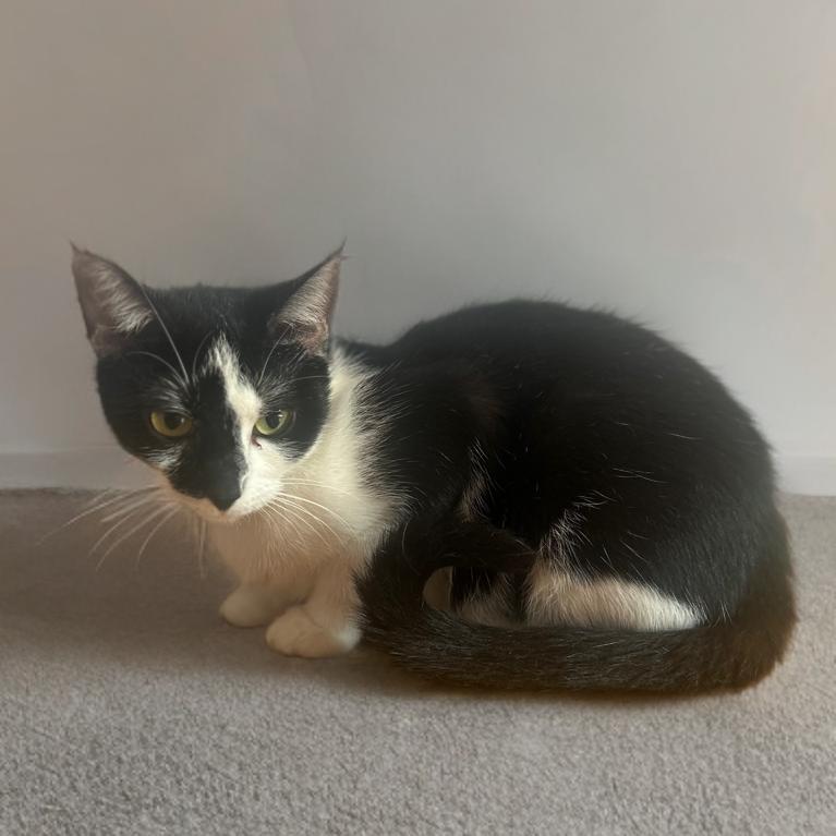 Enlarge Arizona, a Adoptable Domestic Short Hair in Mocksville, NC image 1/5