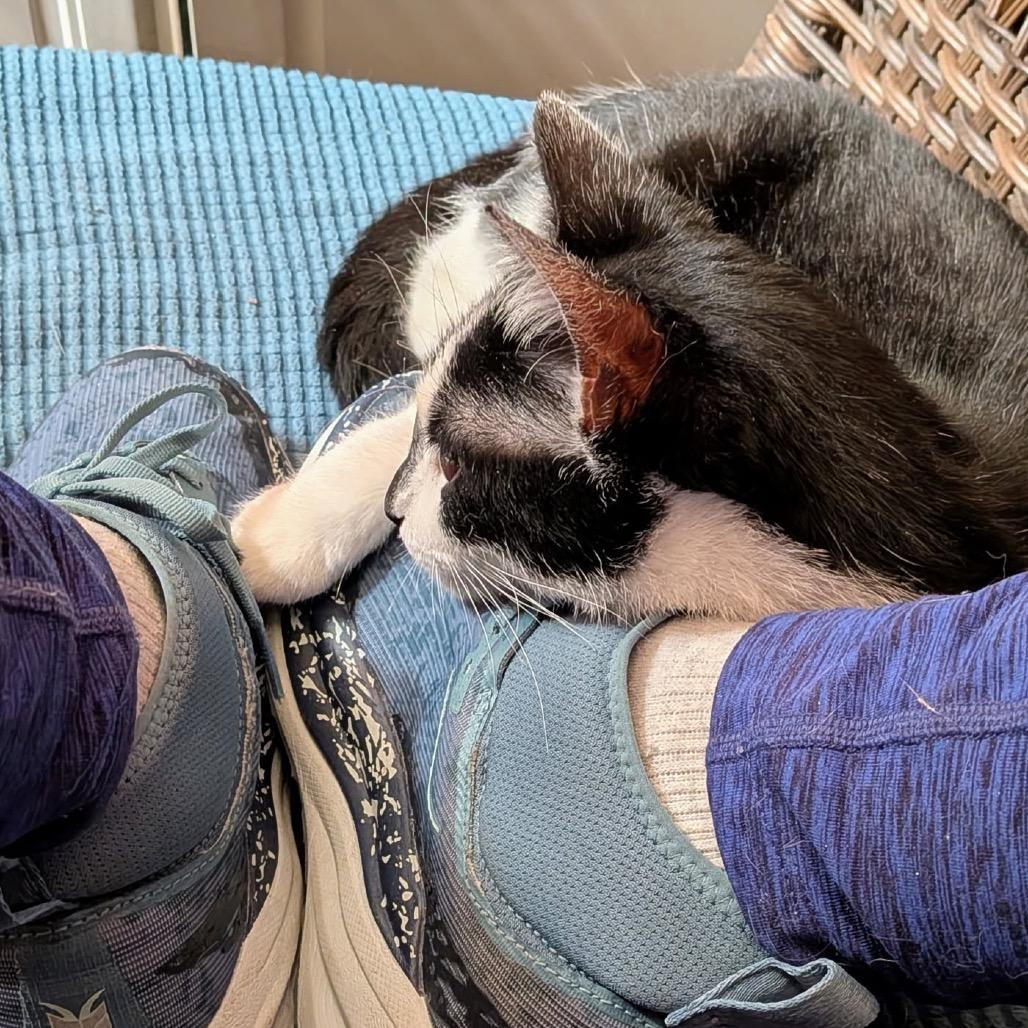 Enlarge Arizona, a Adoptable Domestic Short Hair in Mocksville, NC image 2/6