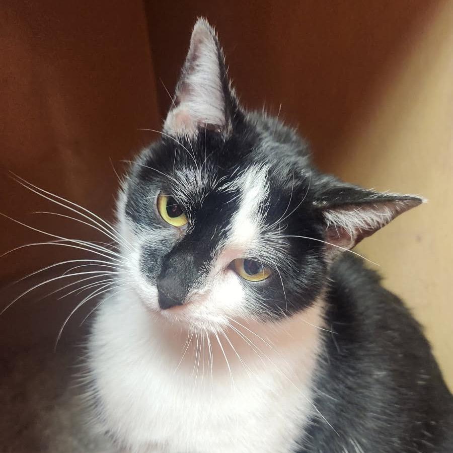 Enlarge Arizona, a Adoptable Domestic Short Hair in Mocksville, NC image 2/5