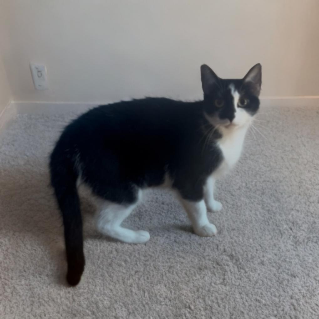 Enlarge Arizona, a Adoptable Domestic Short Hair in Mocksville, NC image 3/5