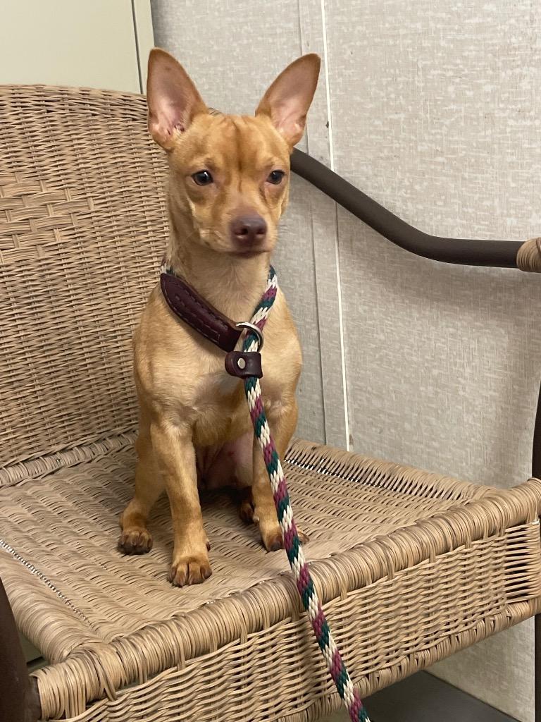 Bailey, Adoptable, Adult Female Chihuahua.