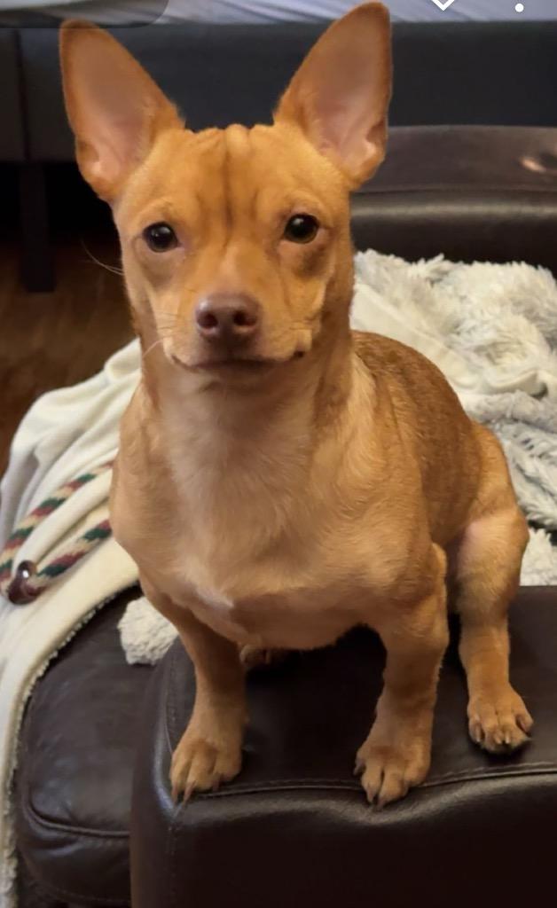 Enlarge Bailey, a Adoptable Chihuahua in Pomona, NY image 2/3