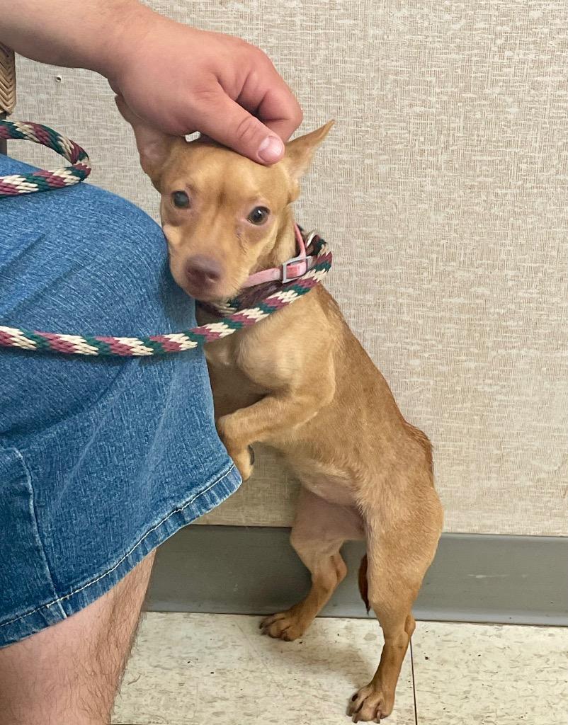 Enlarge Bailey, a Adoptable Chihuahua in Pomona, NY image 3/3
