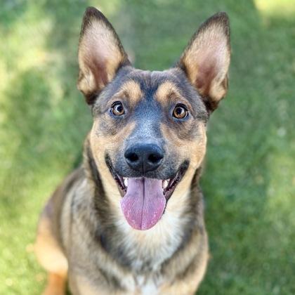 Tristan, Adoptable, Young Male Australian Cattle Dog / Blue Heeler.