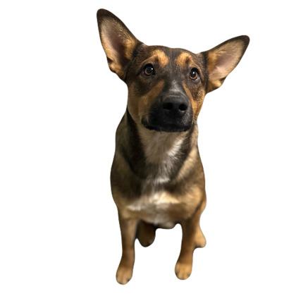 Tristan, Adoptable, Young Male German Shepherd Dog.