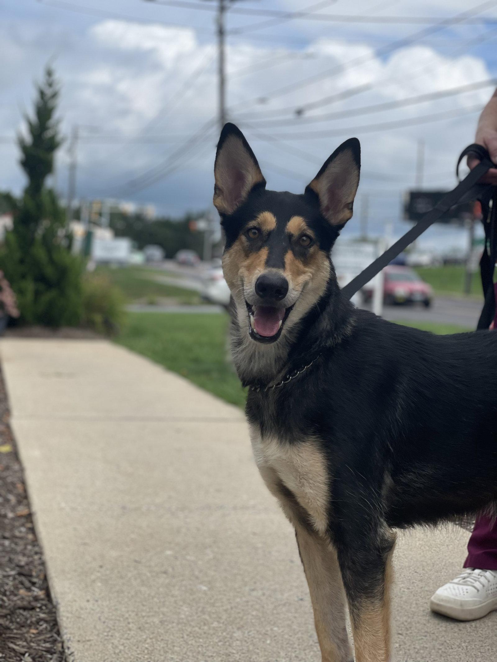 Mollie, Adoptable, Young Female Collie & German Shepherd Dog.