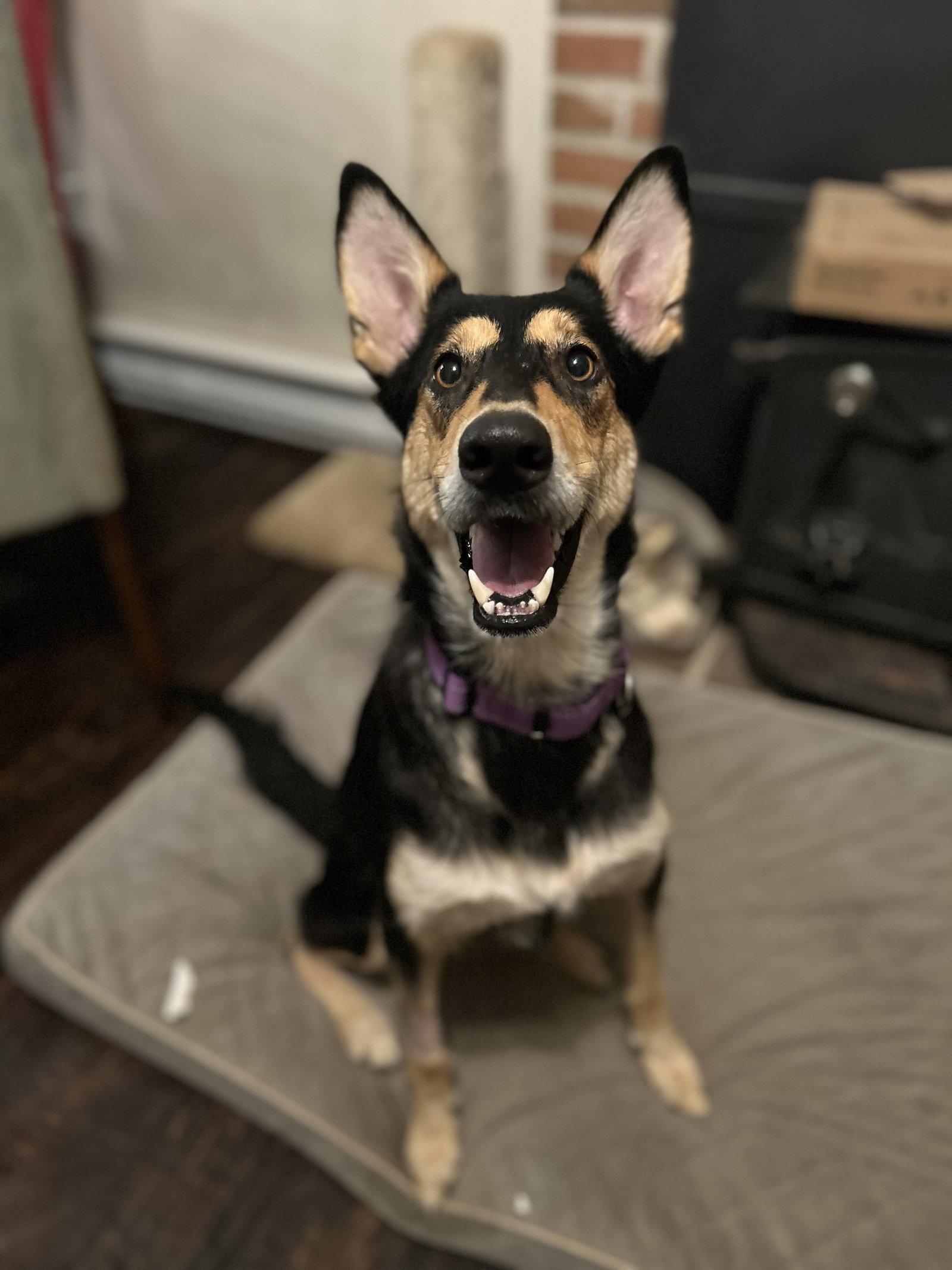 Mollie, a Adoptable mixed breed in Lancaster, PA image 2/3