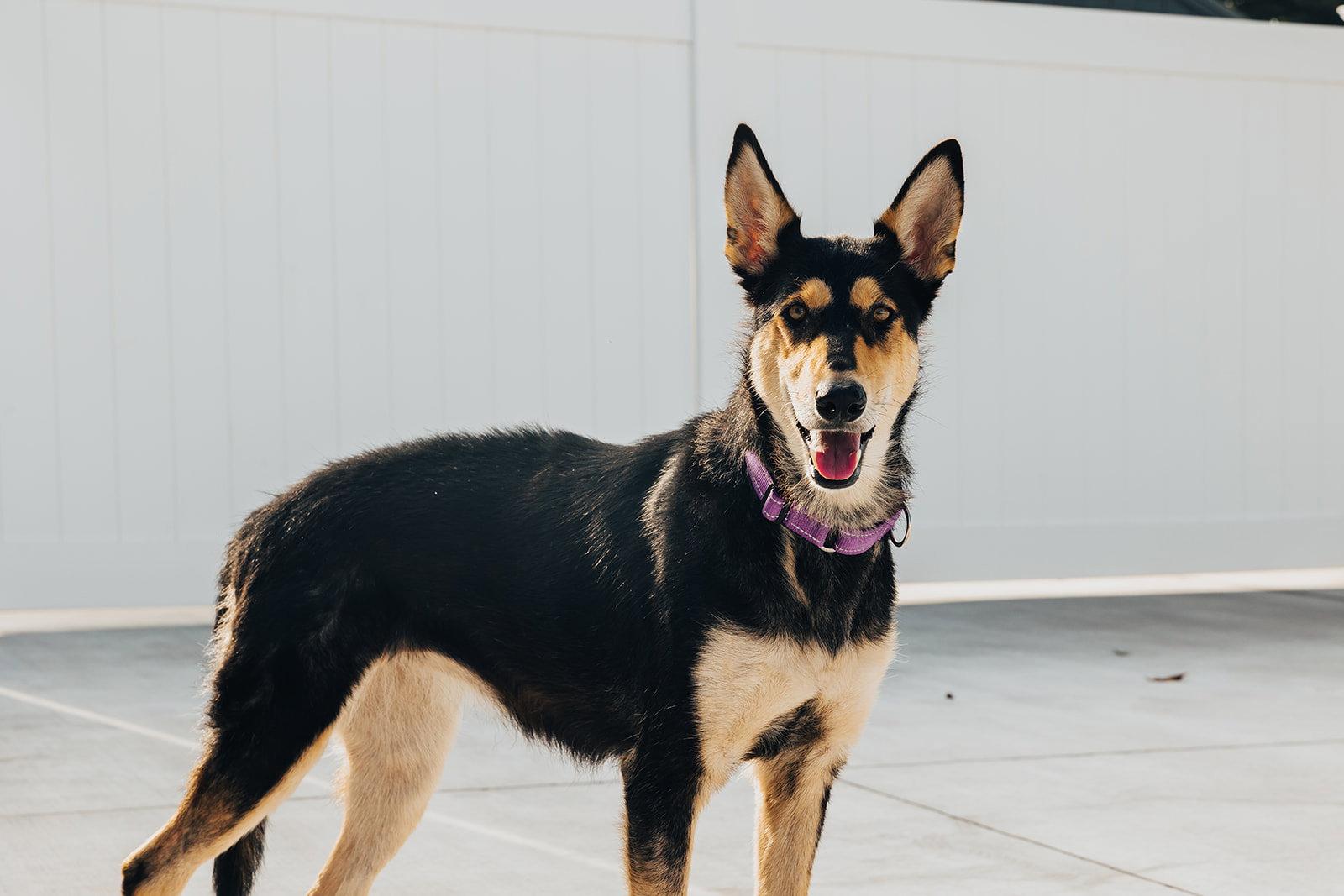 Mollie, a Adoptable mixed breed in Lancaster, PA image 3/3