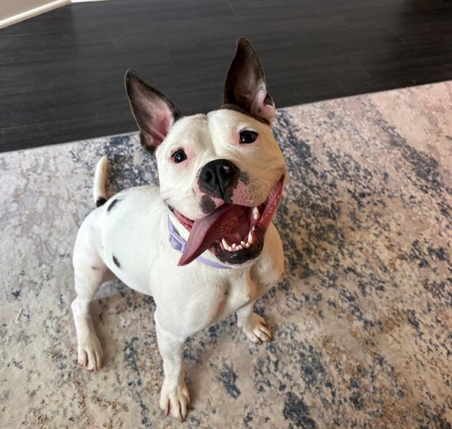 TIPPY, Adoptable, Young Female Pit Bull Terrier.