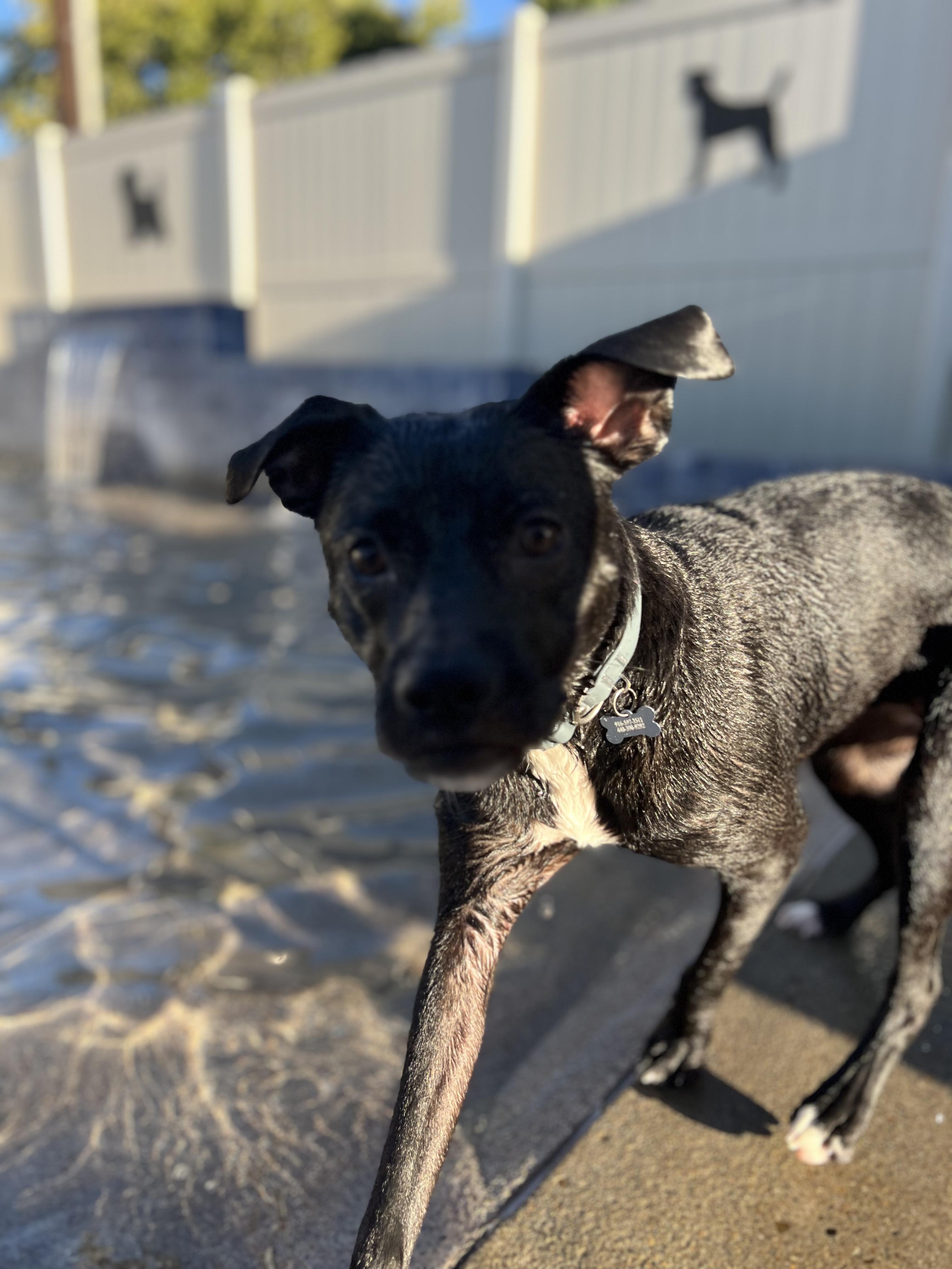 Enlarge Sleepy, a Adoptable mixed breed in Roseville, CA image 4/6