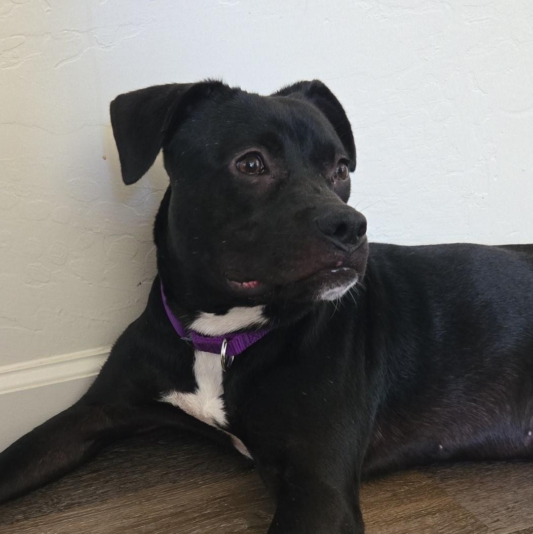 Enlarge Sleepy, a Adoptable mixed breed in Roseville, CA image 2/6