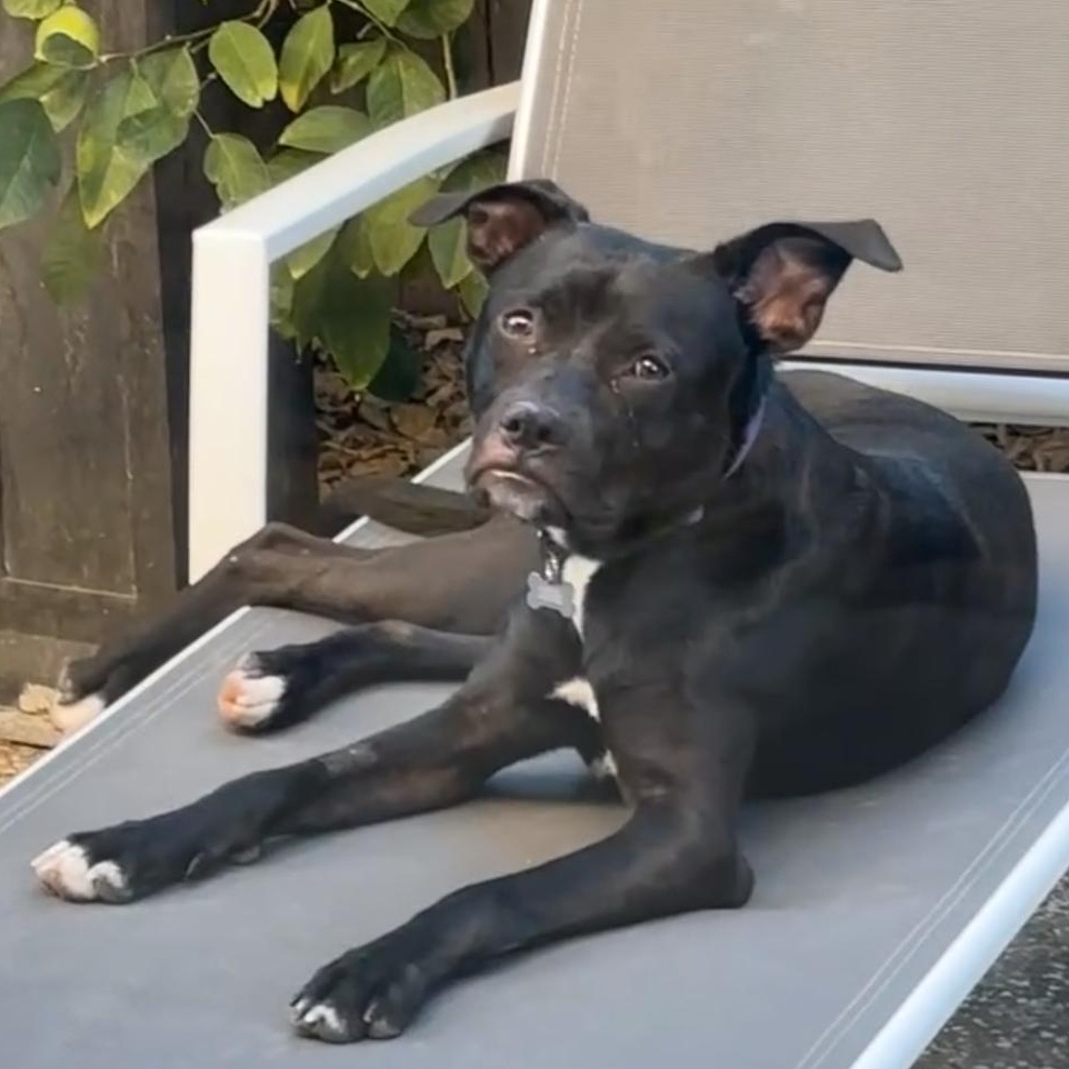 Enlarge Sleepy, a Adoptable mixed breed in Roseville, CA image 1/6