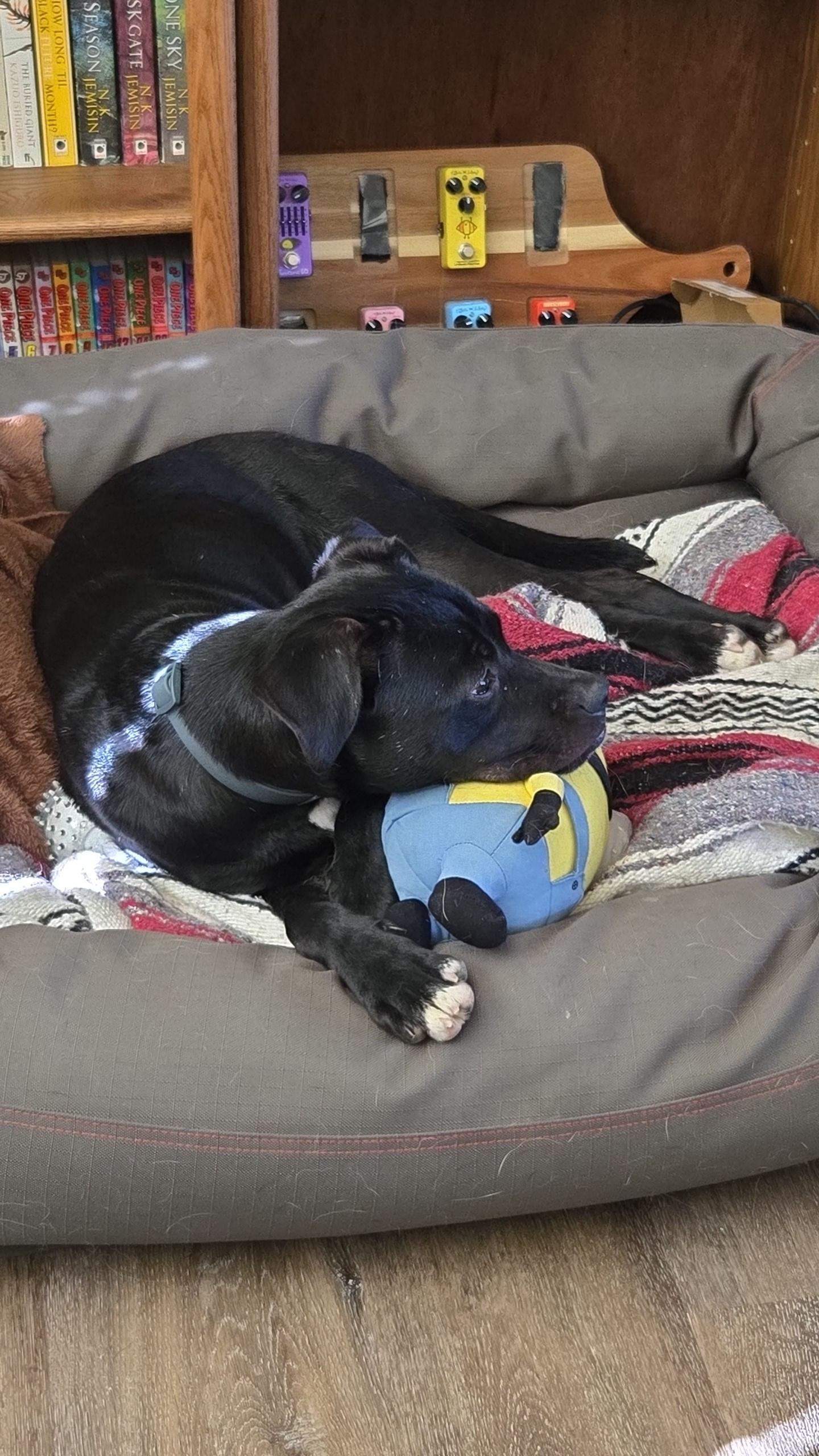 Enlarge Sleepy, a Adoptable mixed breed in Roseville, CA image 6/6