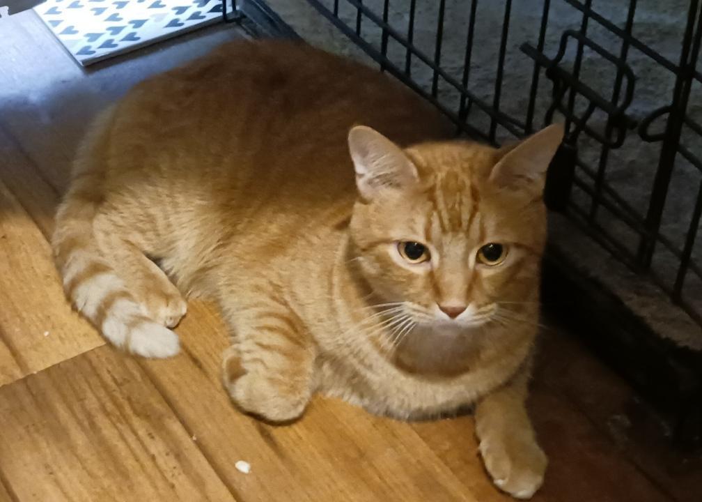 Enlarge Jojo, a Adoptable Tabby in Plano, TX image 1/1