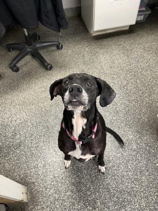 Beemo, Adoptable, Puppy Female Hound & Mixed Breed.