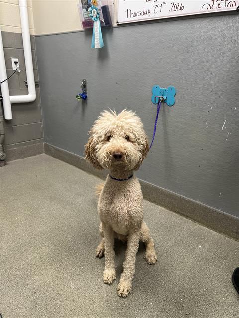 SIMBA, Adoptable, Adult Male Poodle & Mixed Breed.