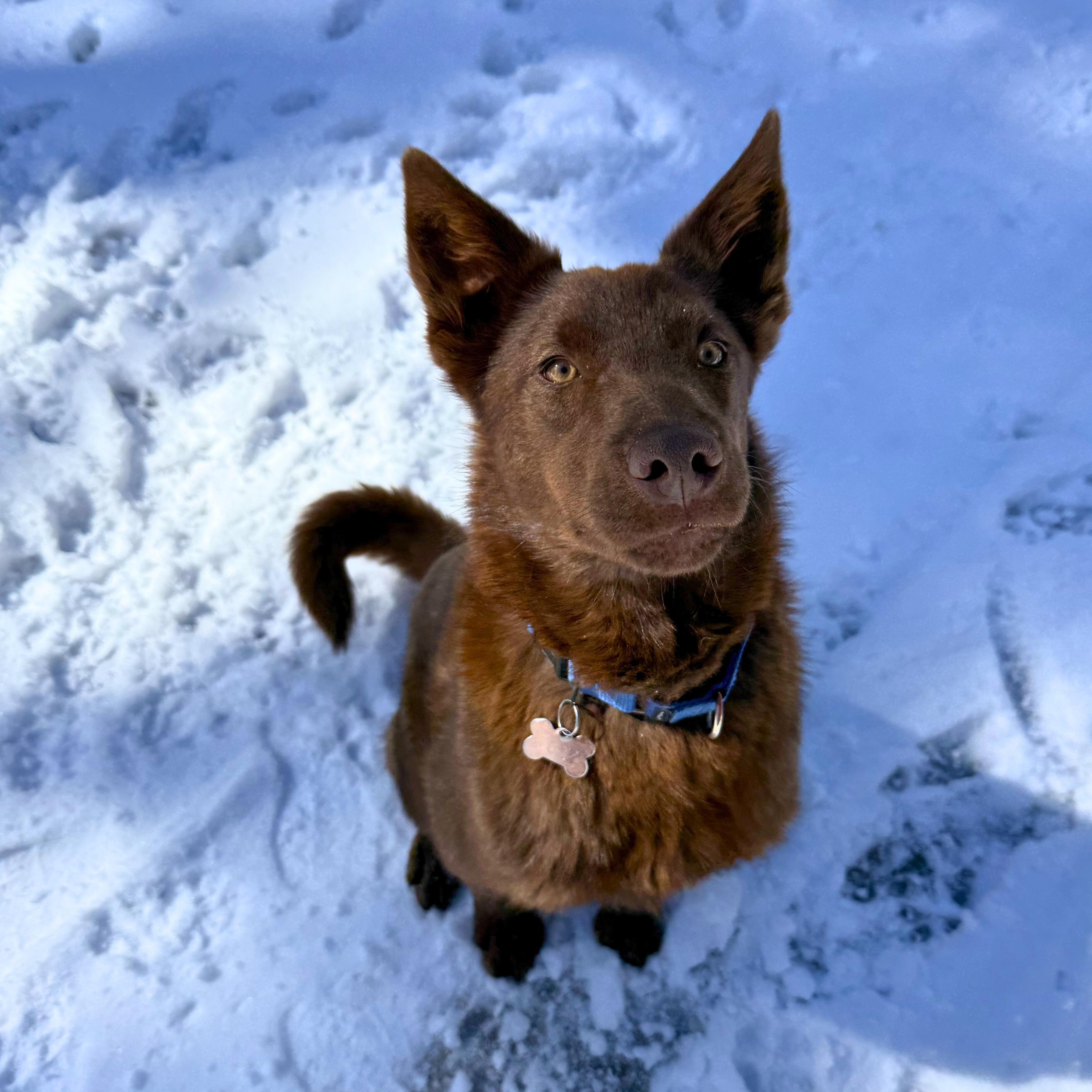Enlarge Thistle, an adopted mixed breed in Ridgway, CO image 6/6
