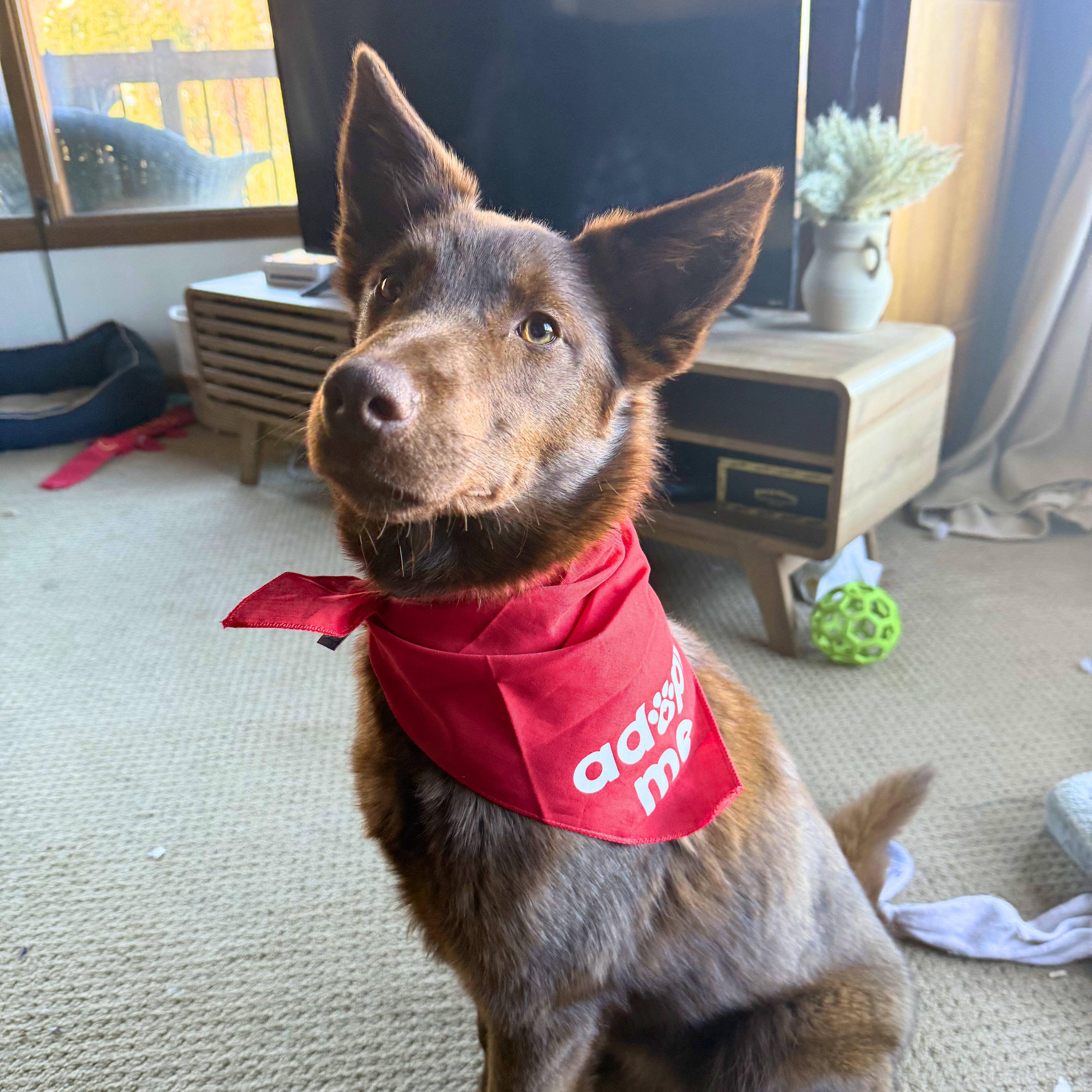 Enlarge Thistle, an adopted mixed breed in Ridgway, CO image 3/6