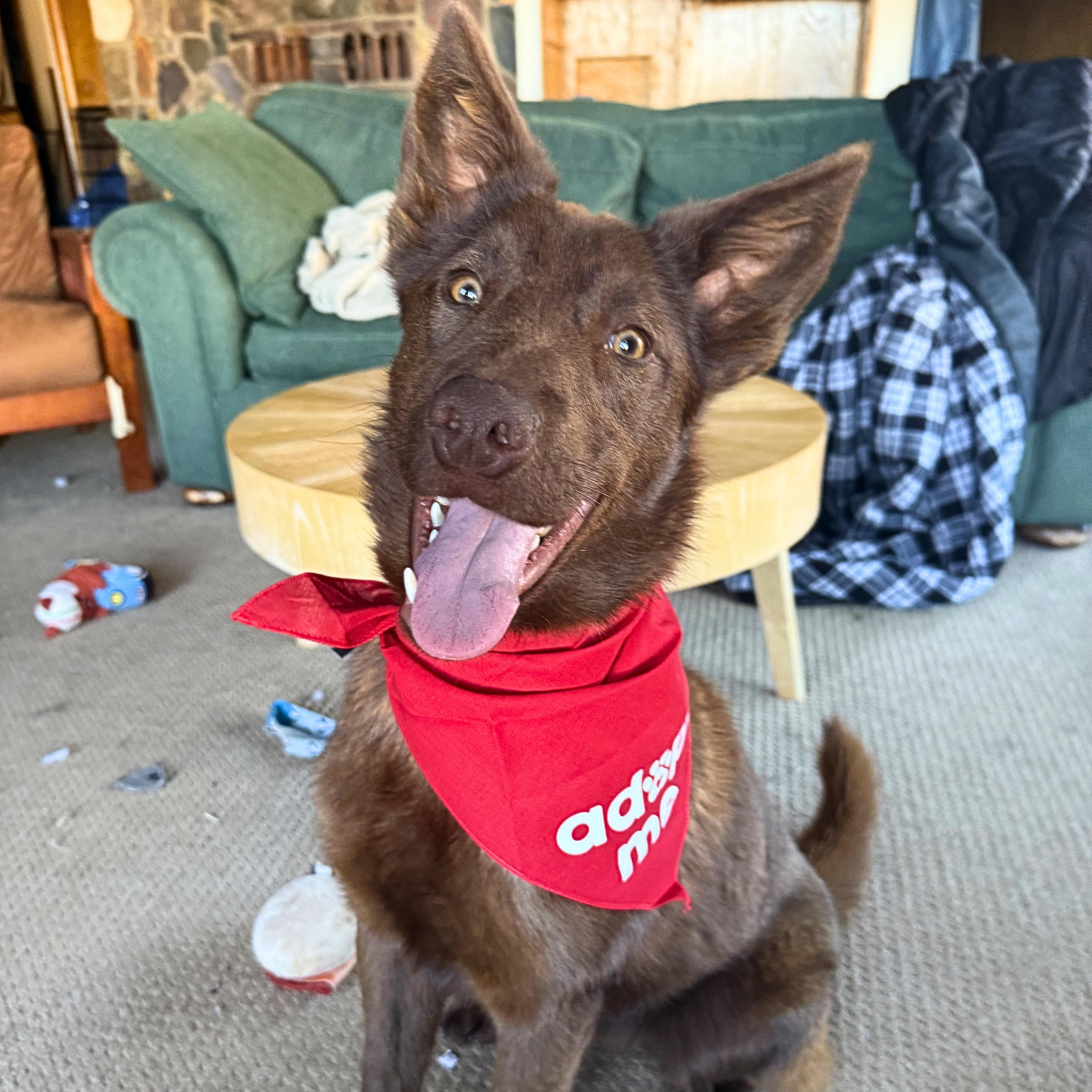 Enlarge Thistle, an adopted mixed breed in Ridgway, CO image 4/6