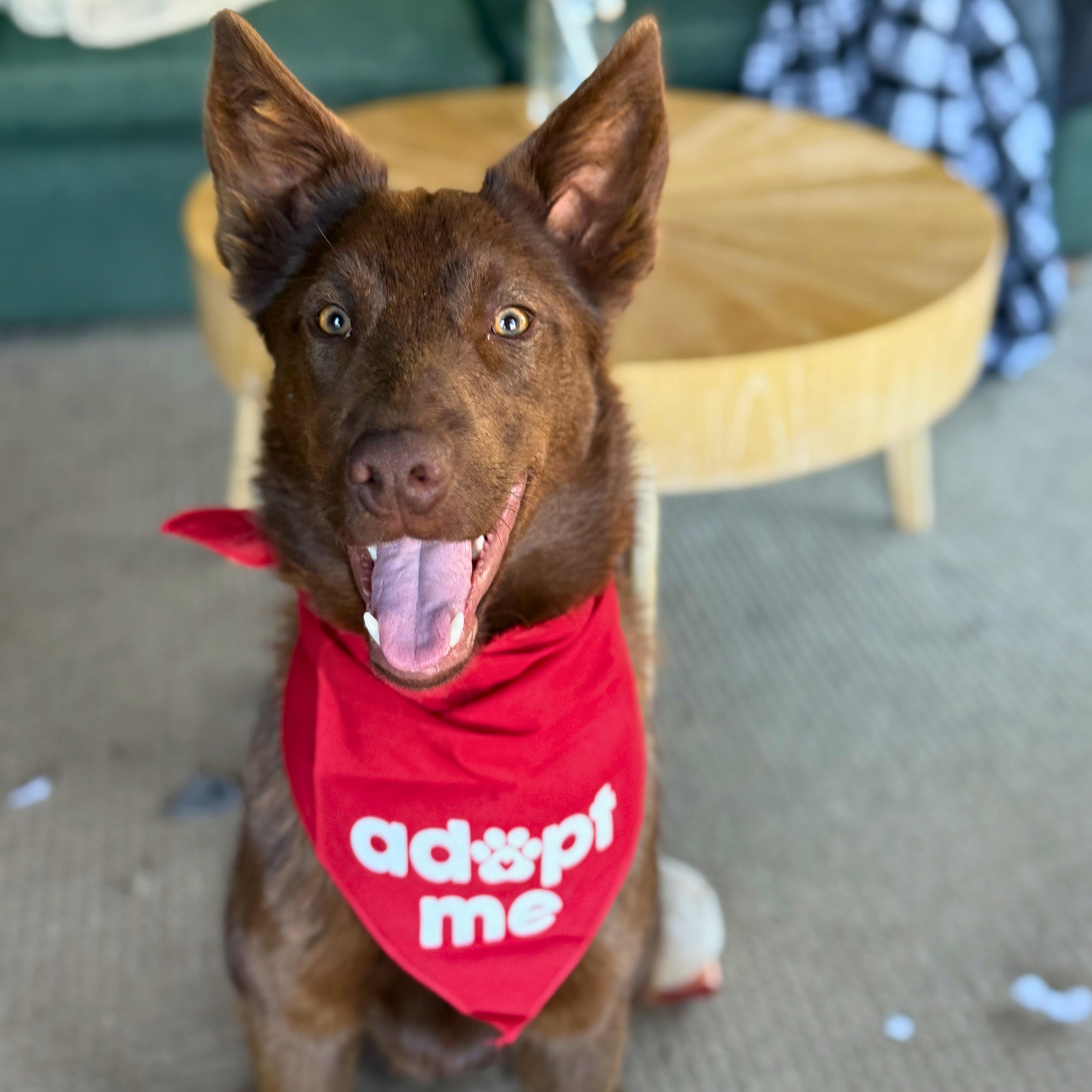 Thistle, adopted, Young Male Shepherd.