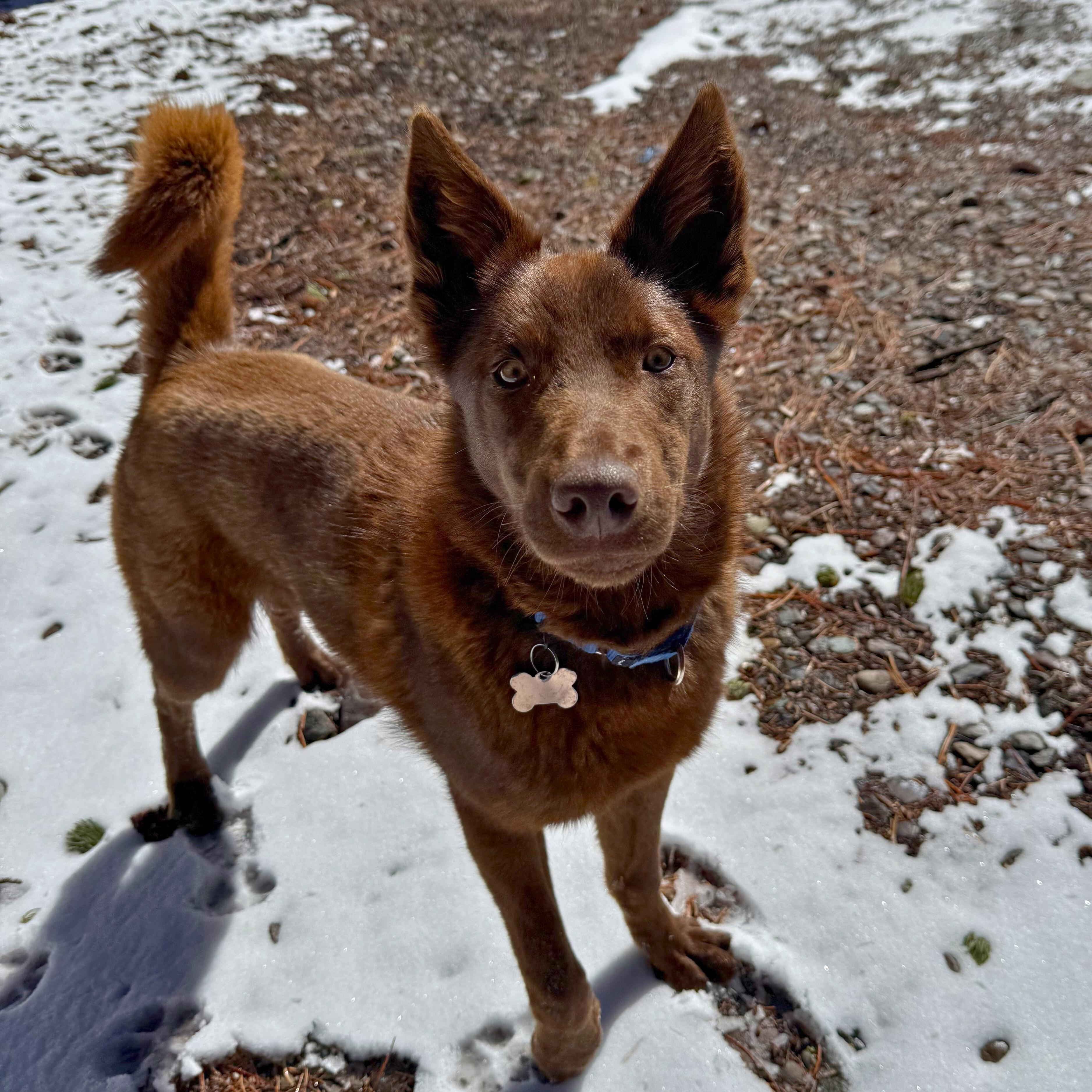 Enlarge Thistle, an adopted mixed breed in Ridgway, CO image 5/6