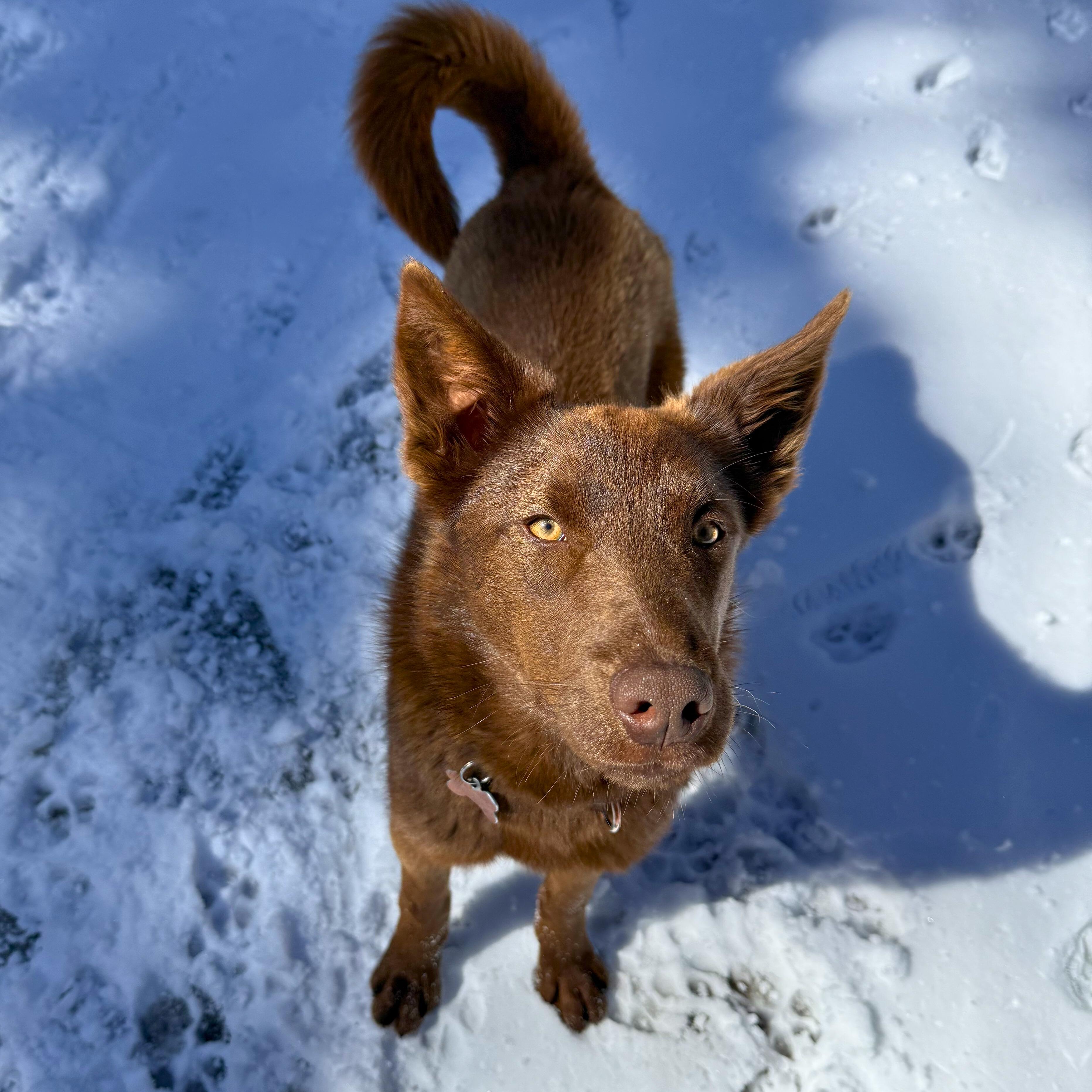 Enlarge Thistle, an adopted mixed breed in Ridgway, CO image 2/6