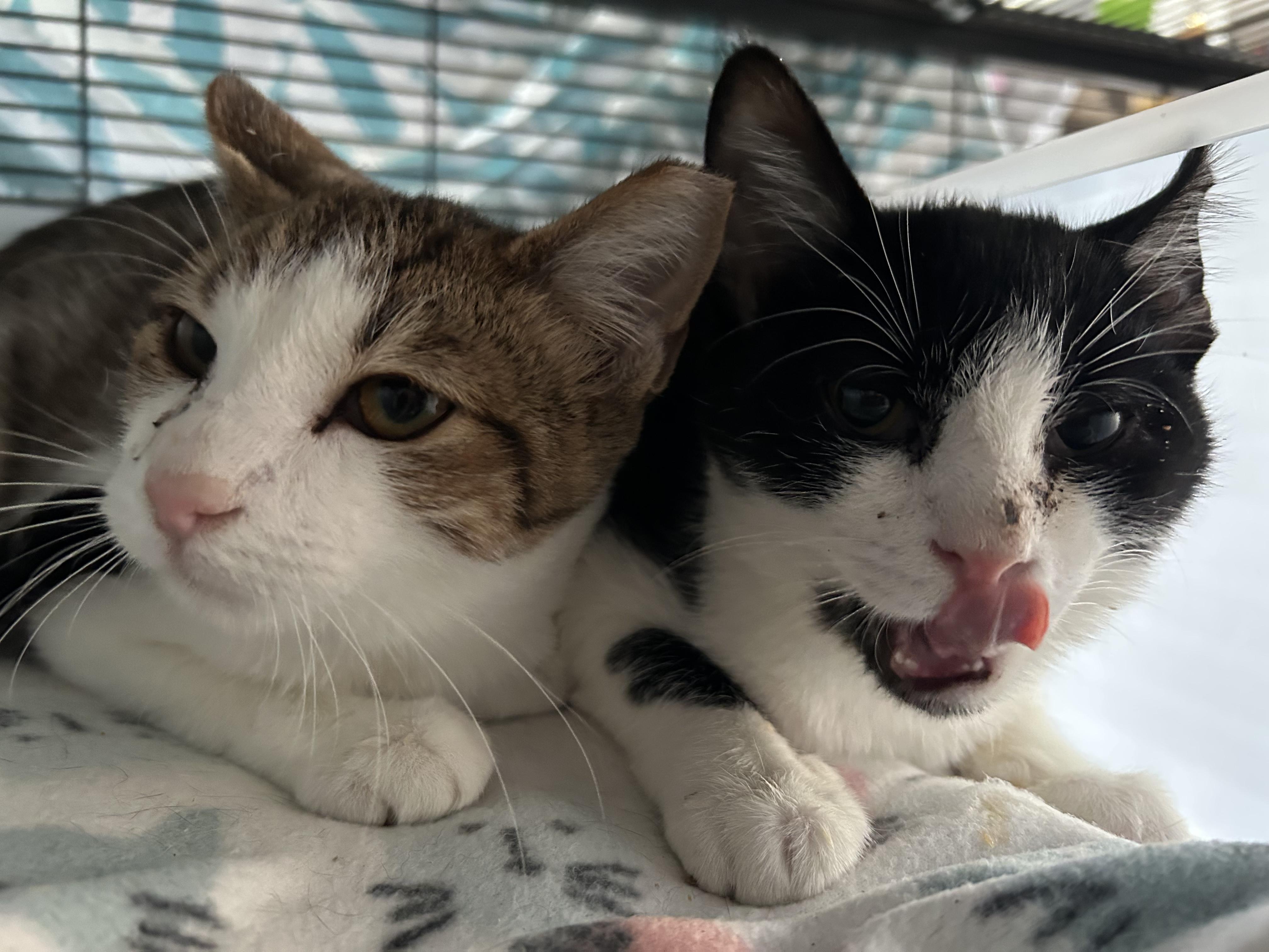 Erik Obendorf, Adoptable, Kitten Male Domestic Short Hair.