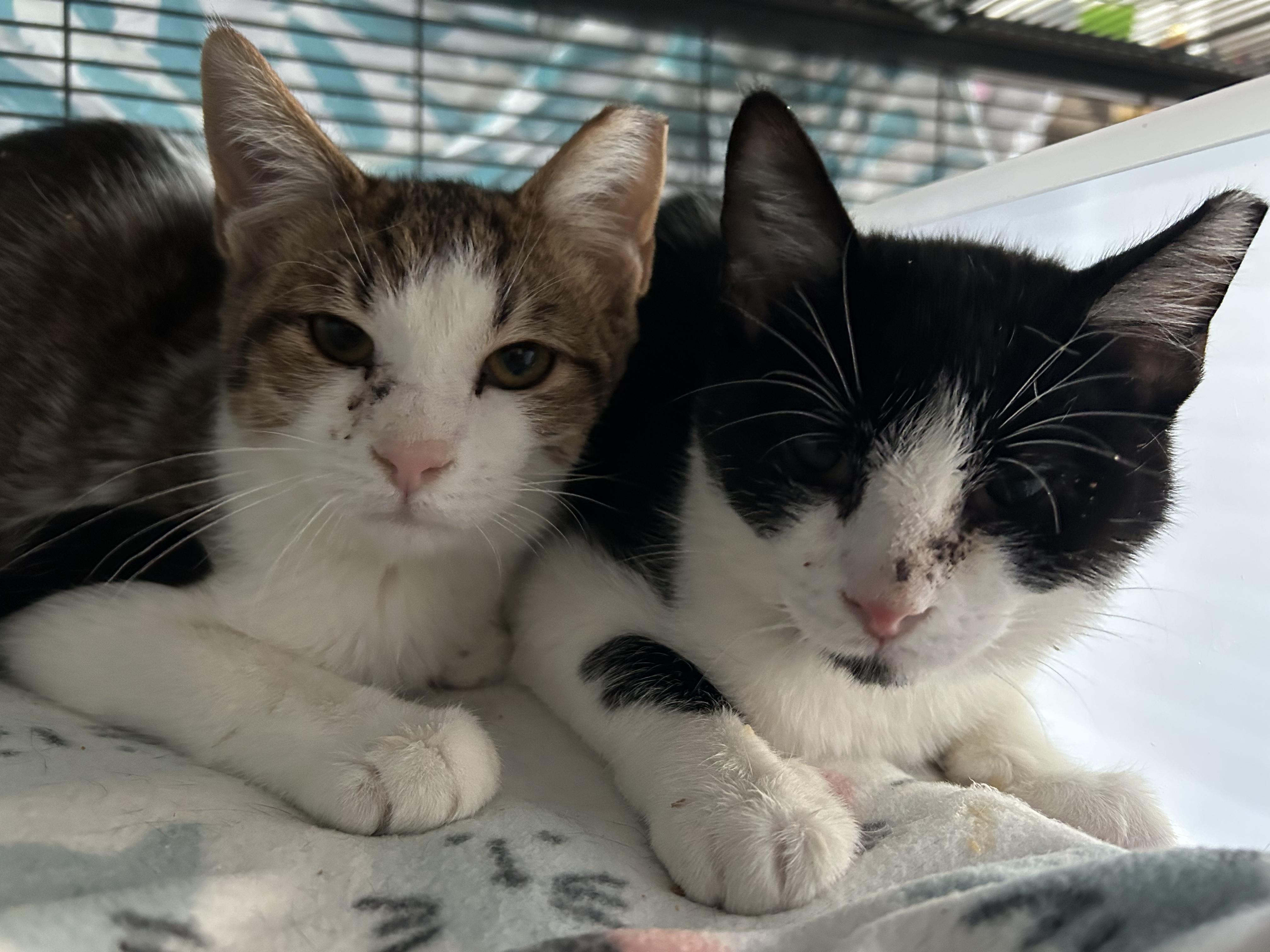 Enlarge Erik Obendorf, an adopted Domestic Short Hair in South Euclid, OH image 3/3