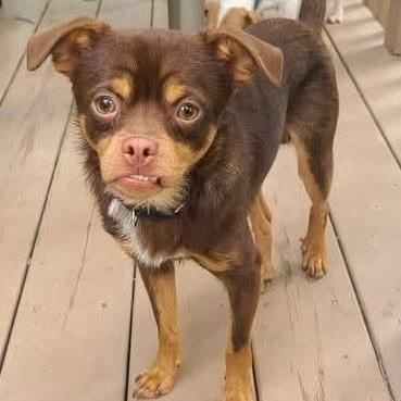 Enlarge Benson, a Adoptable mixed breed in Olathe, KS image 1/5