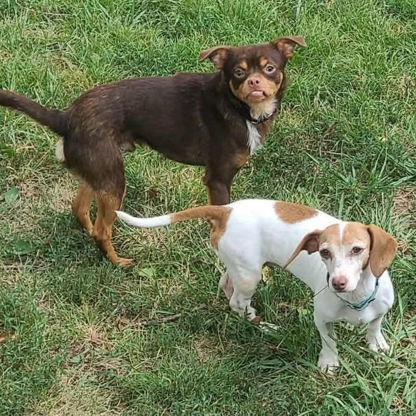 Enlarge Benson, a Adoptable mixed breed in Olathe, KS image 2/5
