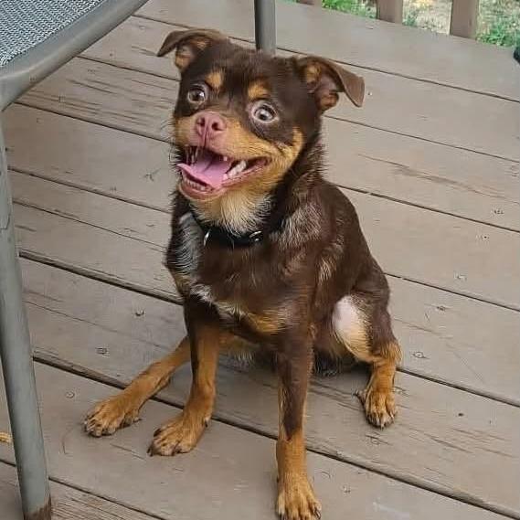 Enlarge Benson, a Adoptable mixed breed in Olathe, KS image 3/5