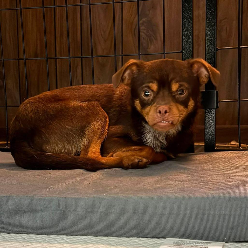 Enlarge Benson, a Adoptable mixed breed in Olathe, KS image 4/5