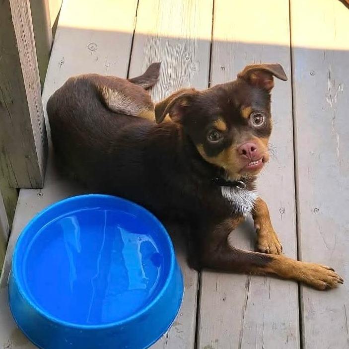Enlarge Benson, a Adoptable mixed breed in Olathe, KS image 5/5