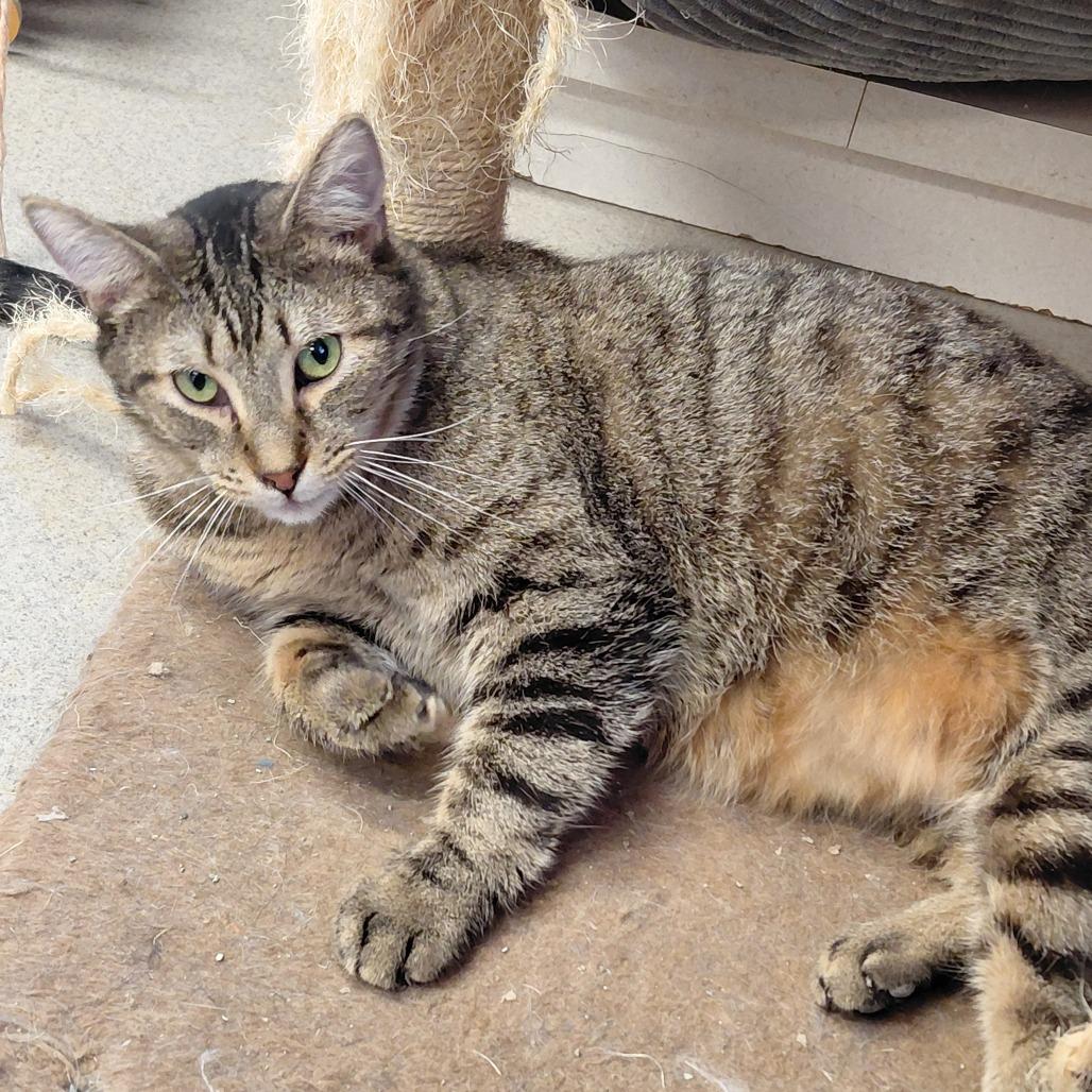 Enlarge Shoestring, a Adoptable Domestic Short Hair in Hamburg, NY image 1/1