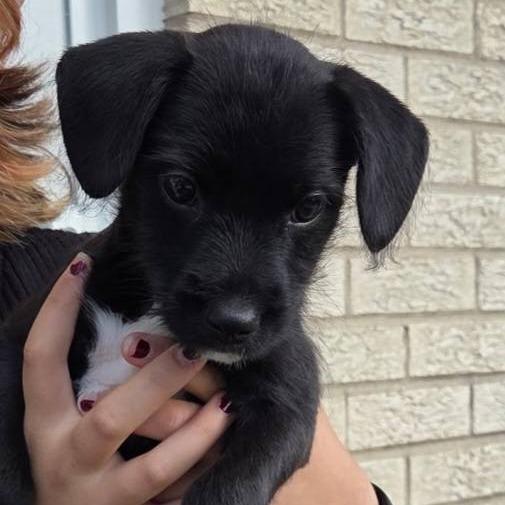 Rexi, Adoptable, Puppy Female Mixed Breed.