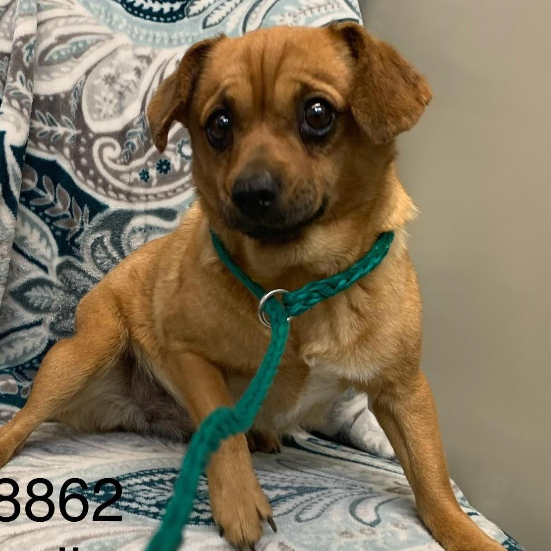 Dee, adoptable, Adult Female Chihuahua & Terrier.
