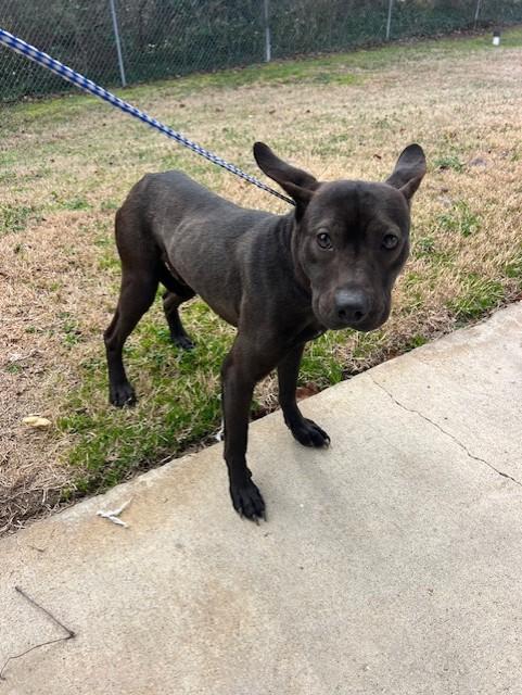 Pierre14200 (RESCUED) , a other mixed breed in Rocky Mount, NC image 2/3