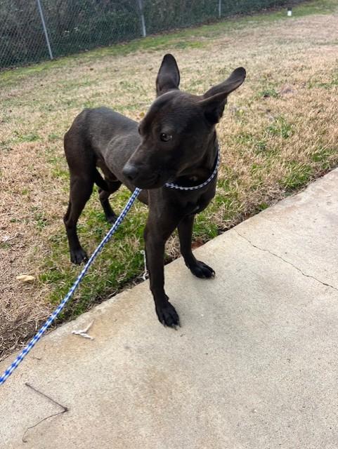 Pierre14200 (RESCUED) , a other mixed breed in Rocky Mount, NC image 3/3