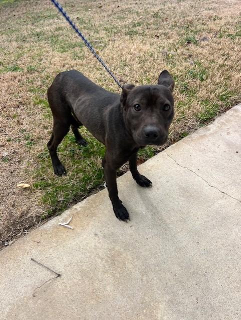 Pierre, ADOPTABLE, Young Male Pit Bull Terrier & Black Labrador Retriever.