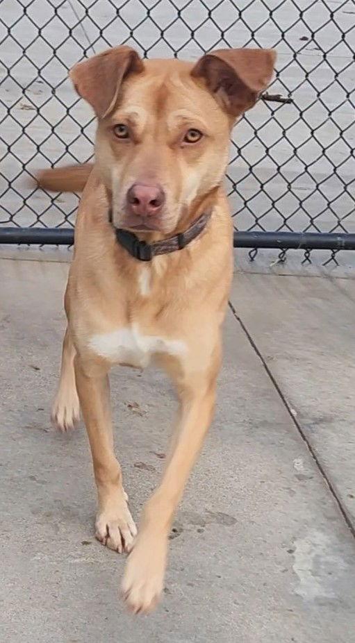 Enlarge Spongebob, a Adoptable mixed breed in Knoxville, IA image 1/1