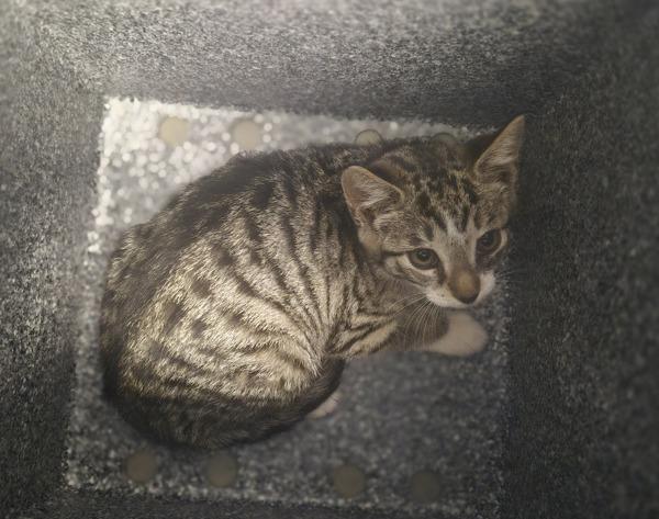 Vespa, Adoptable, Kitten Female Domestic Short Hair.