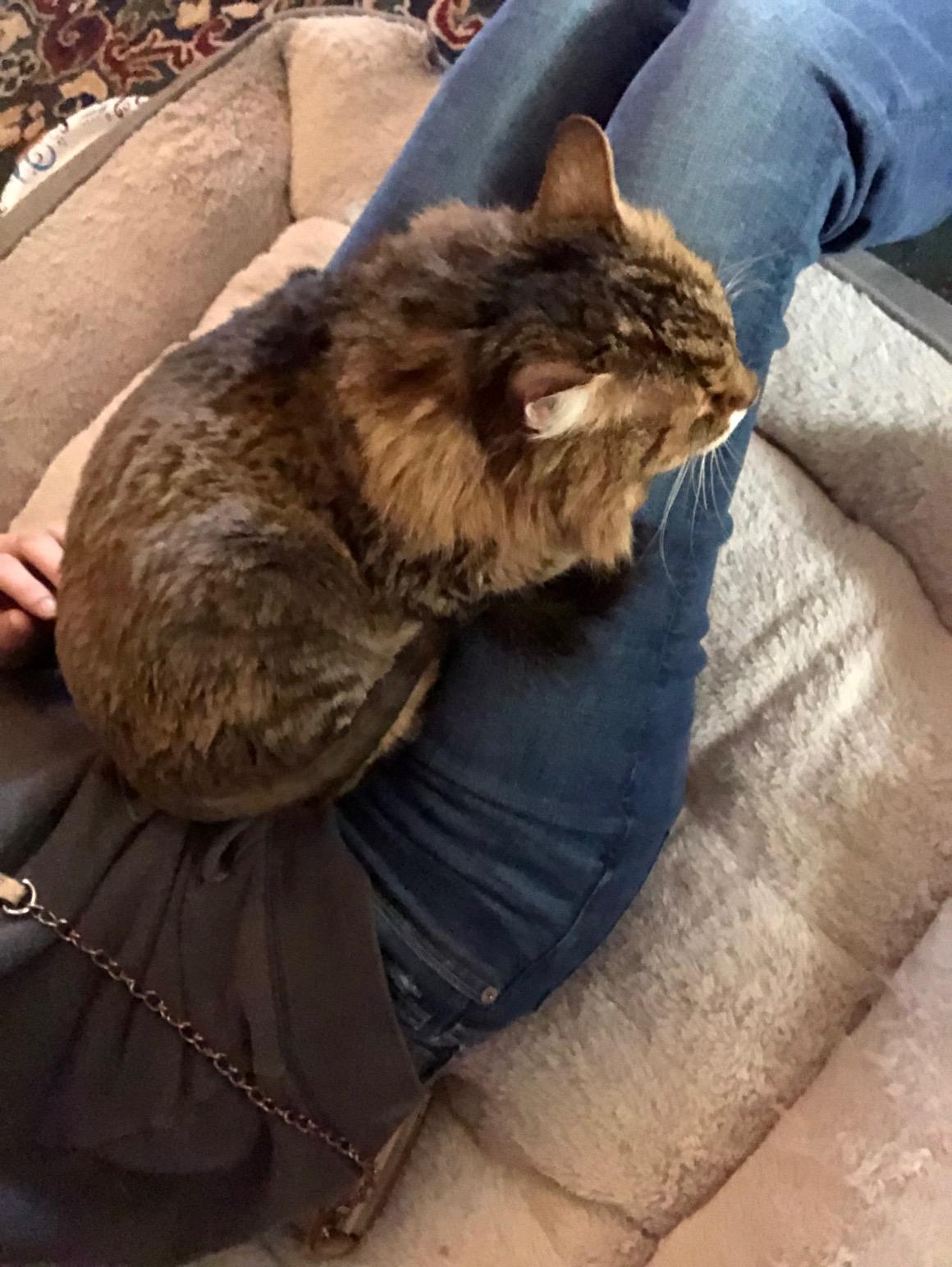 Chunk, a Adoptable Domestic Long Hair in Bellmawr, NJ image 2/2