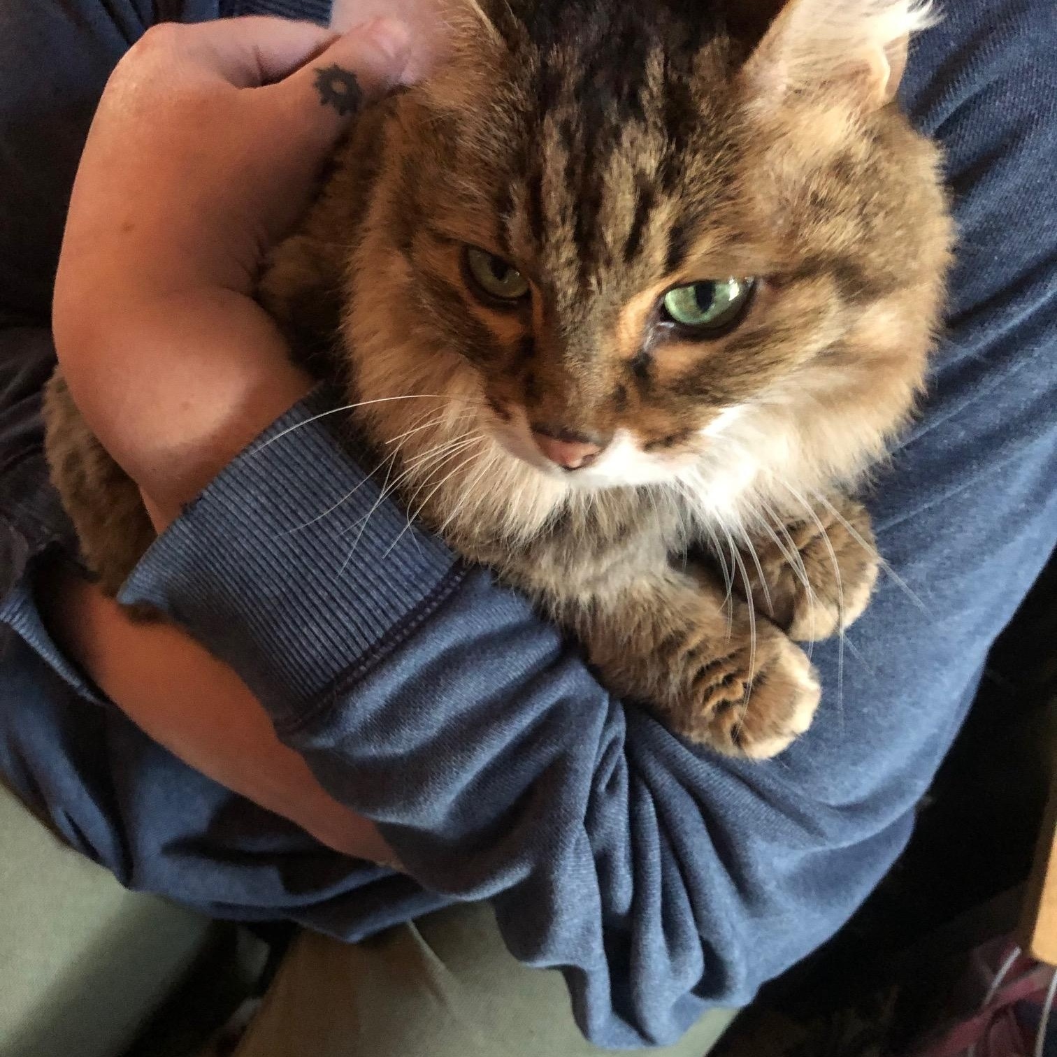 Chunk, a Adoptable Domestic Long Hair in Bellmawr, NJ image 1/2