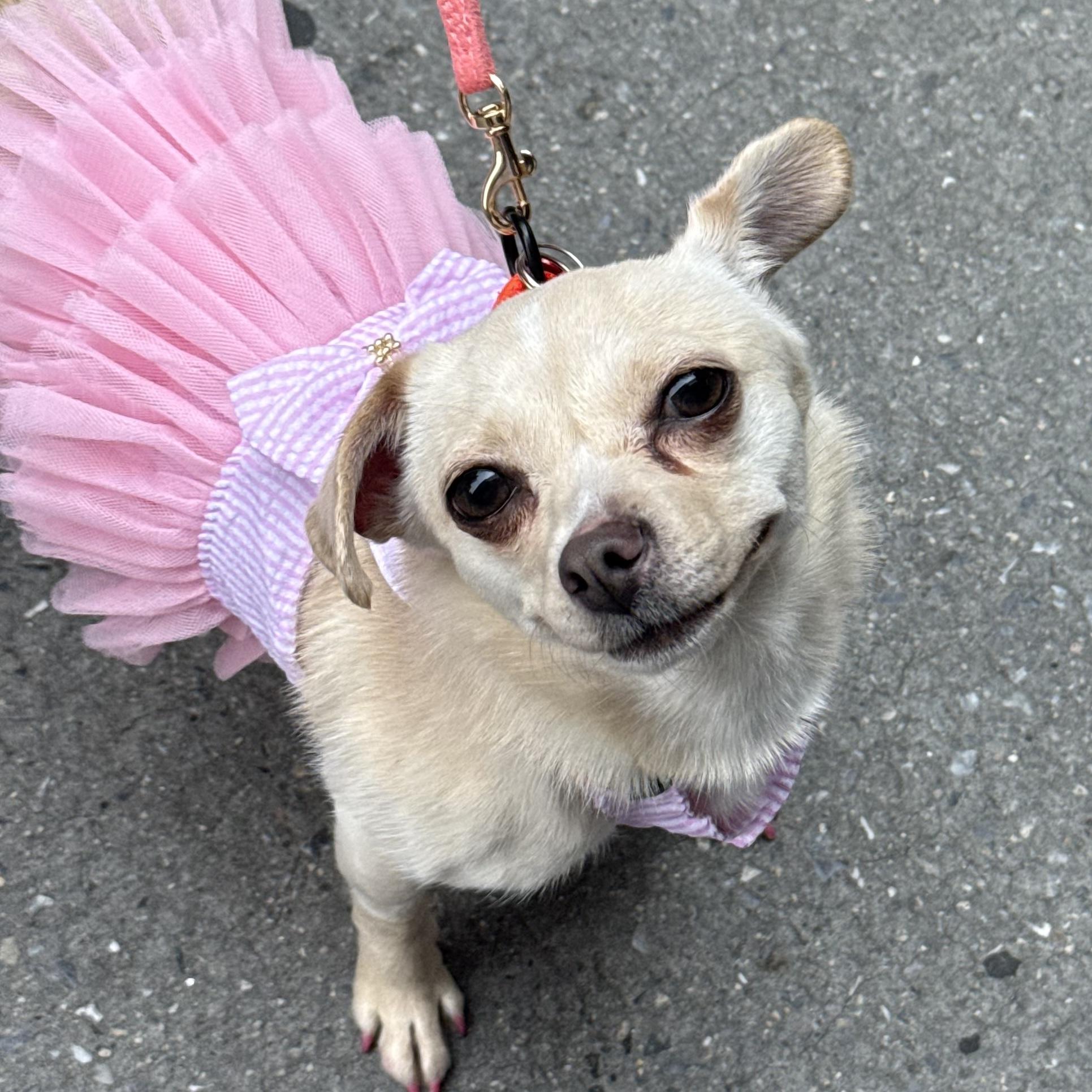 Rhubarb, ADOPTABLE, Young Female Chihuahua.